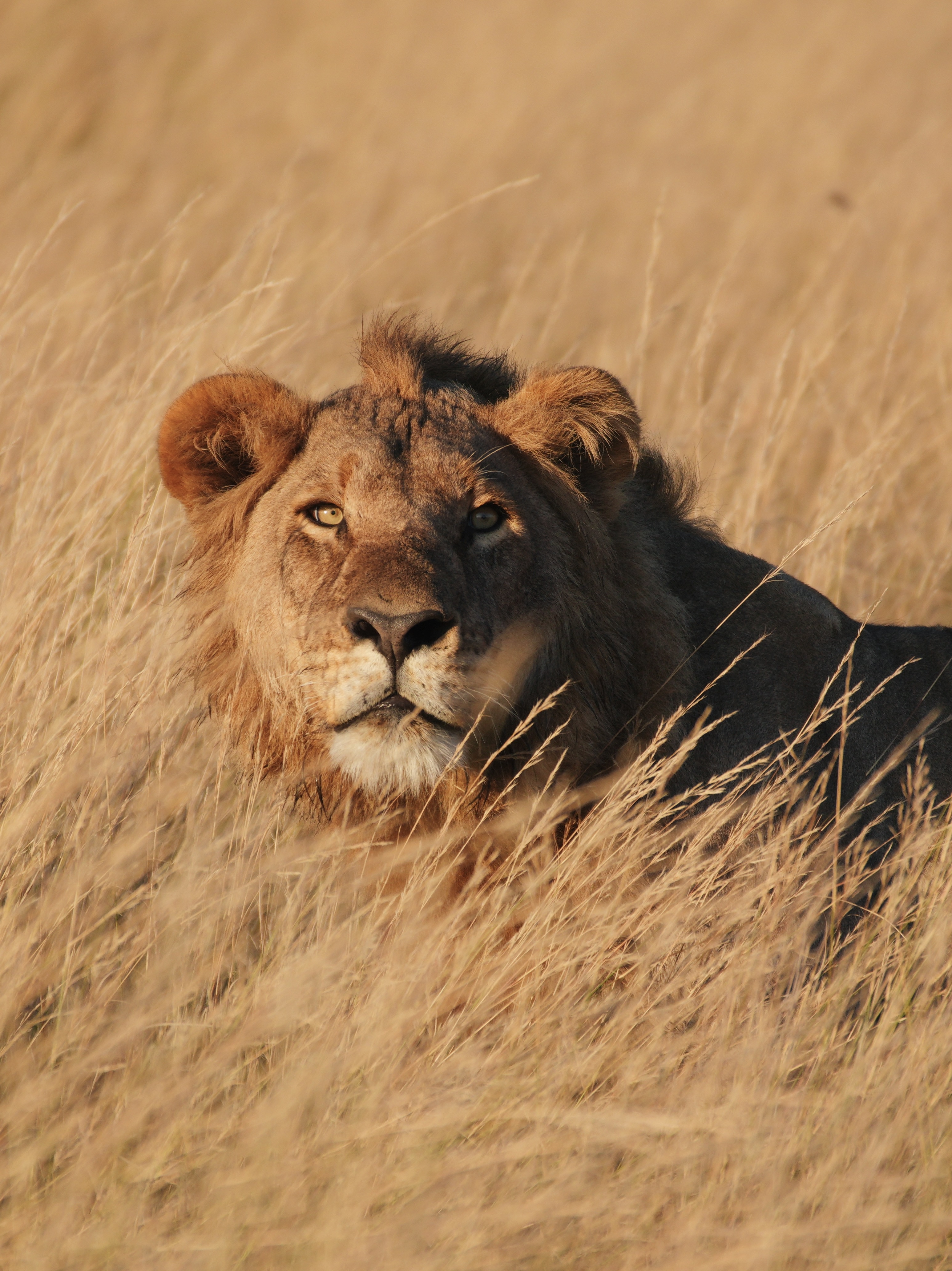 Botswana vs Zimbabwe: Which is best for safari